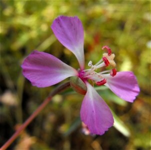 Clarkia delicata at Blue Sky Ecological Reserve in Poway, California, USA.