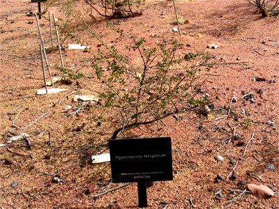 Hypocalymma tetrapterum plant in Kings Park, Perth, Australia.