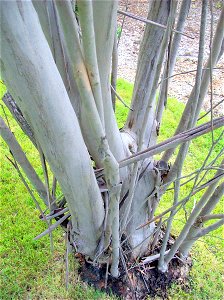 Eucalyptus kybeanensis labeled at the Mount Tomah Botanic Gardens, Australia photo