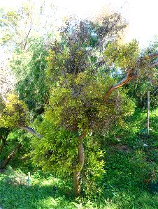 Botanical specimen in the Jardín Botánico de Barcelona - Barcelona, Spain. photo