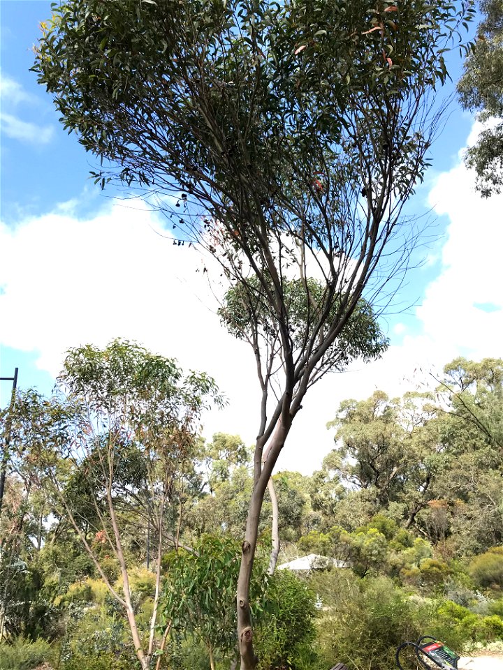 Eucalyptus aquilina at Kings Park, WA