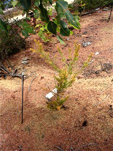 Calytrix depressa plant in Kings Park, Perth, Australia. photo