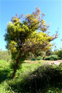 Botanical specimen in the Jardín Botánico de Barcelona - Barcelona, Spain. photo