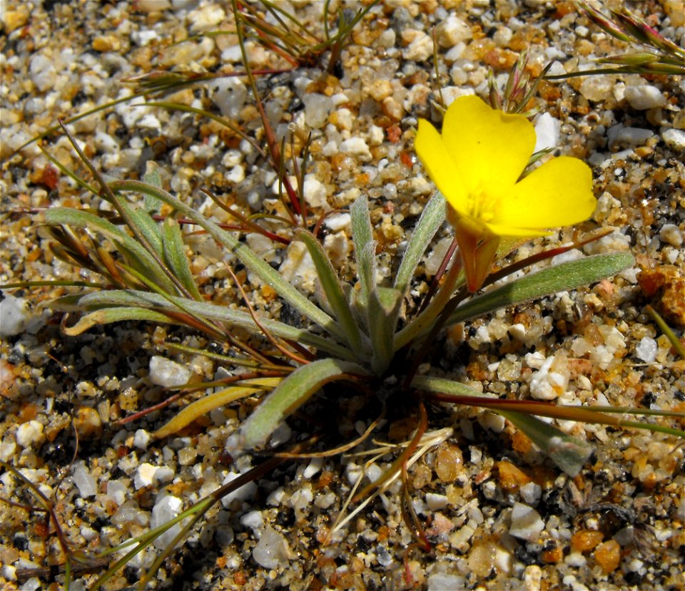 Camissoniopsis pallida in Anza Borrego Desert State Park, California, USA.