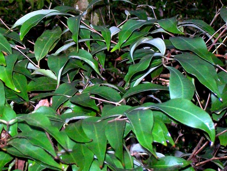 Rhodamnia whiteana, Coffs Harbour Botanic Gardens, Australia