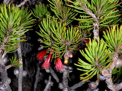Foliage and flower of Calothamnus robustus (Myrtaceae) in Cape Riche photo