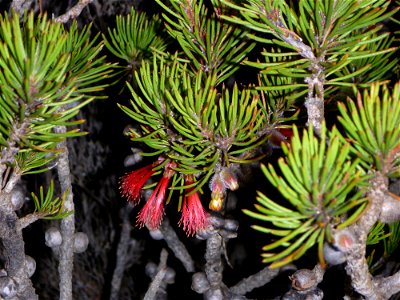 Foliage and flower of Calothamnus robustus (Myrtaceae) in Cape Riche