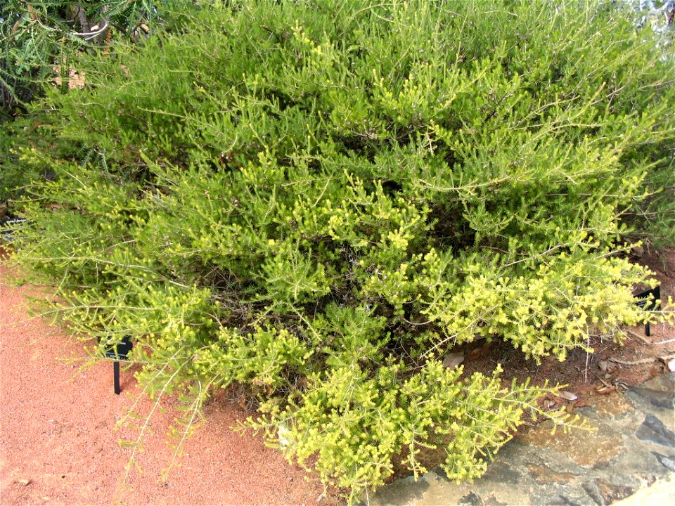 Eremaea ebracteata plant in Kings Park, Perth, Australia.