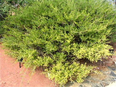 Eremaea ebracteata plant in Kings Park, Perth, Australia.