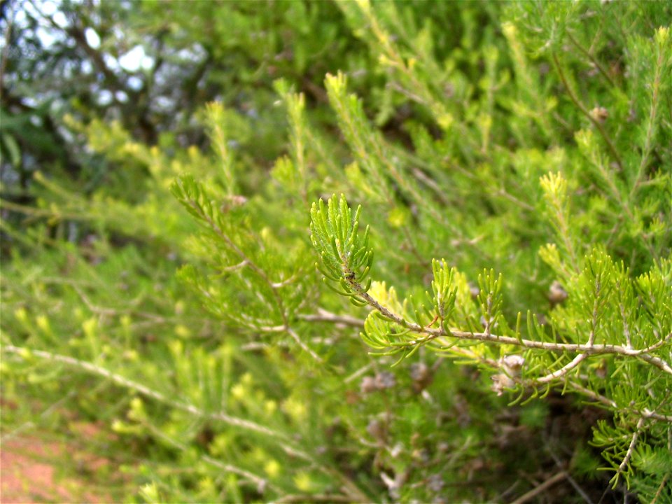 Closeup of leaves of Eremaea ebracteata plant in Kings Park, Perth, Australia.