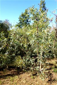 Botanical specimen in the Jardín Botánico de Barcelona - Barcelona, Spain. photo