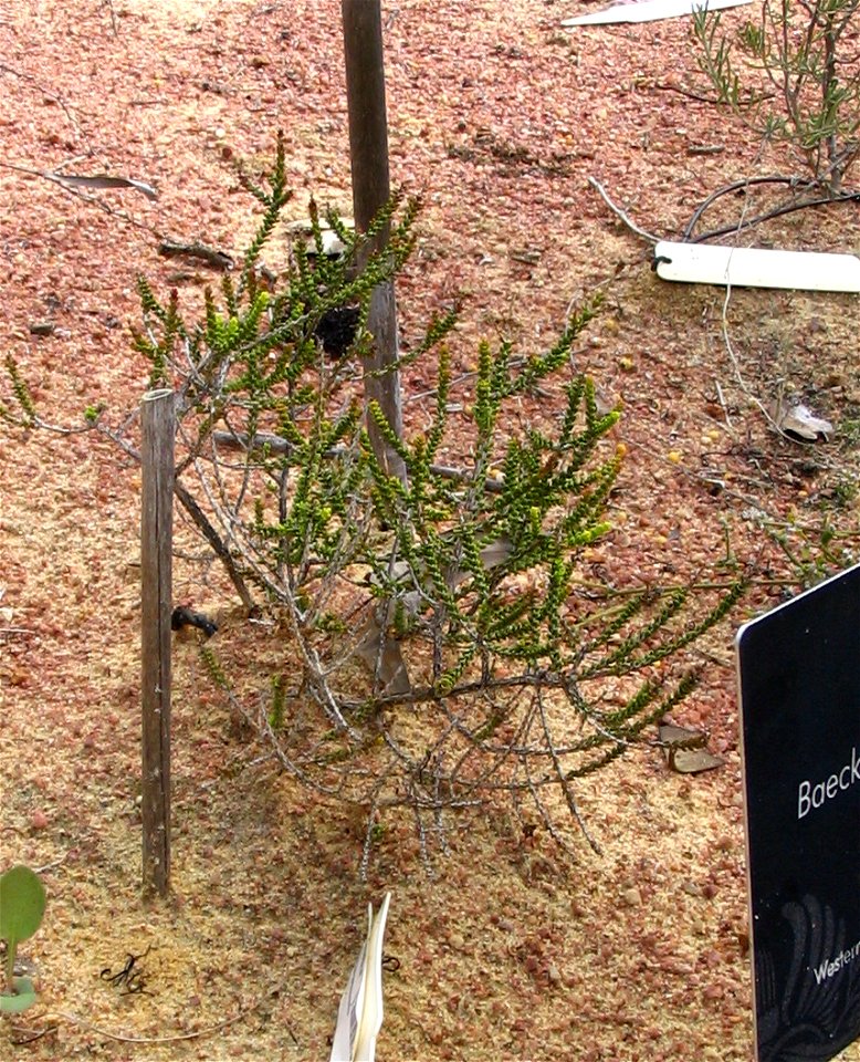 Baeckea pentagonantha plant in Kings Park, Perth, Australia.