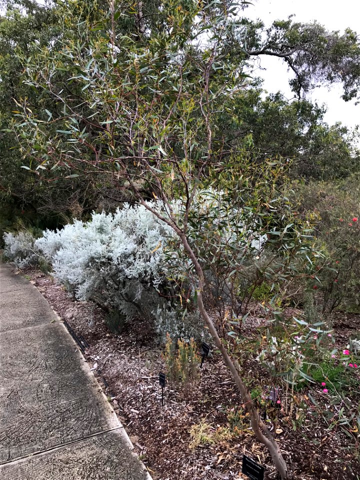 Eucalyptus incerata at Kings Park