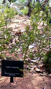 Calytrix chrysantha plant in Kings Park, Perth, Australia.