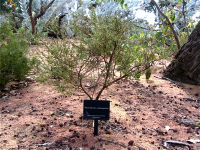 Hypocalymma xanthopetalum plant in Kings Park, Perth, Australia.