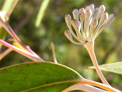 Eucalyptus stenostoma; labeled at Batemans Bay Botanic Gardens, Australia