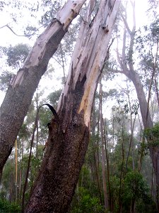 Eucalyptus stenostoma, showing dark and pale bark. Deua National Park, Australia photo