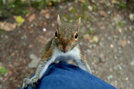 Rodent tree animals photo