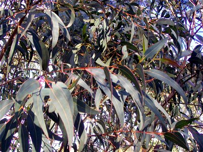 Eucalyptus wilcoxii, Deua Gum at Eurobodalla Botanic Gardens, Australia photo