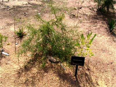 Verticordia cooloomia plant in Kings Park, Perth, Australia.