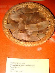 Terminalia januariensis specimen in the Museu Botânico Dr. João Barbosa Rodrigues, Jardim Botânico de São Paulo, São Paulo City, SP, Brazil.