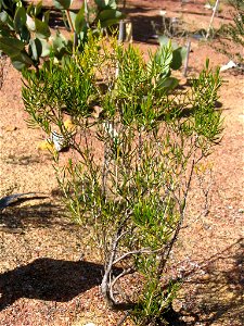 Verticordia galeata shrub. In Kings Park, Perth, Australia. photo