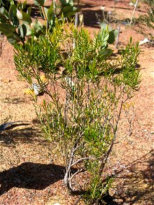 Verticordia galeata shrub. In Kings Park, Perth, Australia.