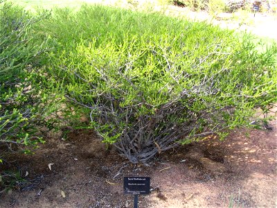 Sand Bottlebrush (Beaufortia squarrosa) plant in Kings Park, Perth, Australia.