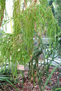 Botanical specimen in the Bergianska trädgården - Stockholm, Sweden. photo