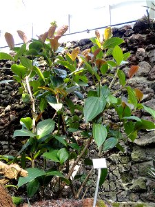 Medinilla myriantha specimen in the Botanischer Garten München-Nymphenburg, Munich, Germany.