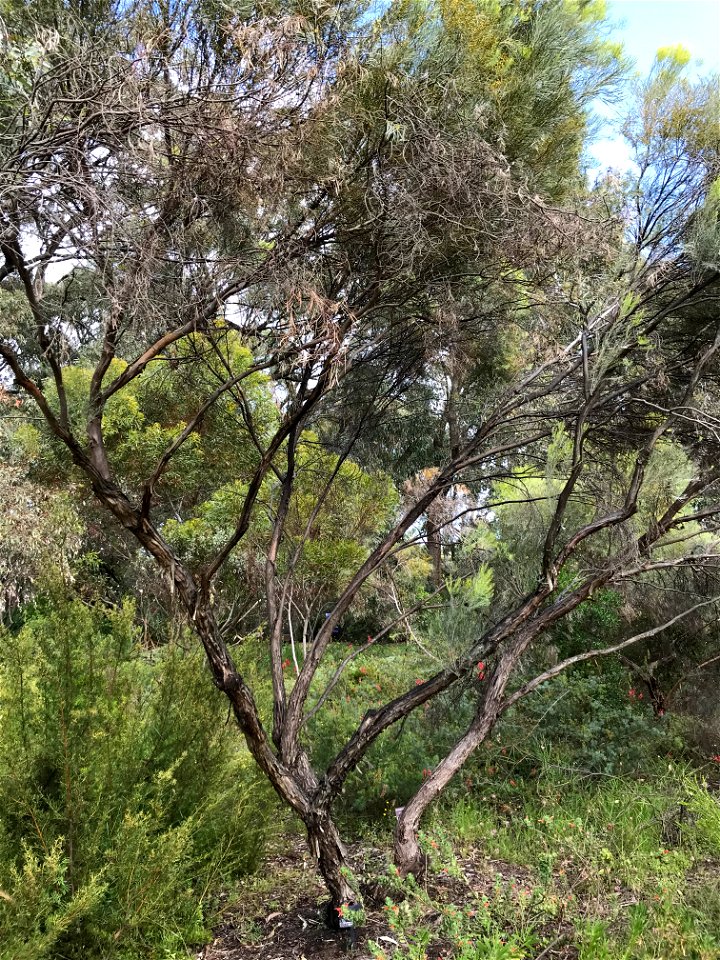 Eucalyptus formanii at Kings Park