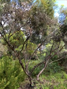 Eucalyptus formanii at Kings Park photo