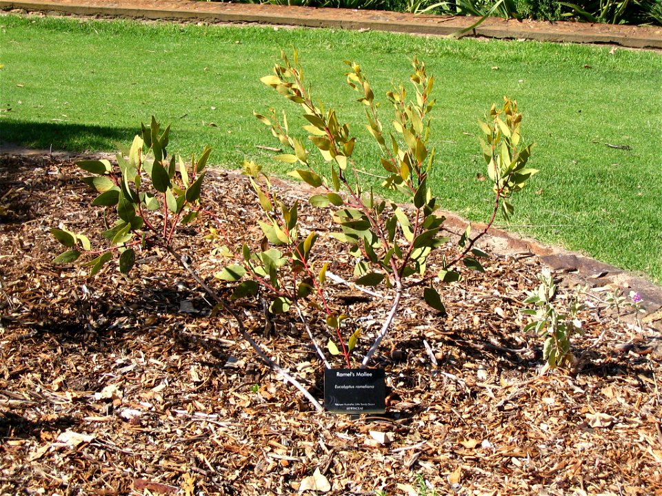 Ramel's Mallee (Eucalyptus rameliana) plant in Kings Park, Perth, Australia.