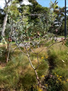 Eucalyptus rameliana at Kings Park photo