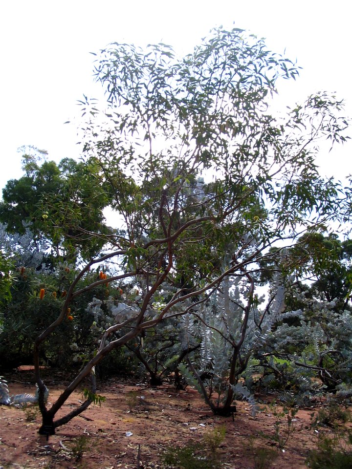 Eucalyptus roycei tree in Kings Park, Perth, Australia.