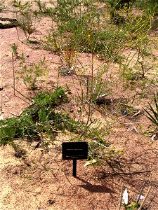 Pileanthus vernicosus plant in Kings Park, Perth, Australia.
