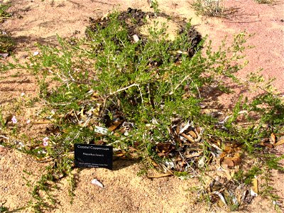 Coastal Coppercups (Pileanthus limacis) plant in Kings Park, Perth, Australia. photo