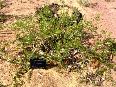 Coastal Coppercups (Pileanthus limacis) plant in Kings Park, Perth, Australia.