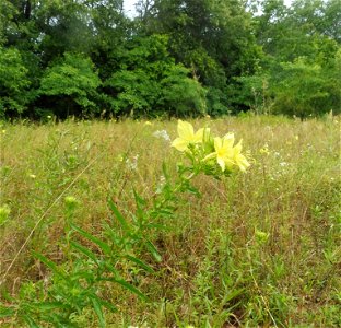 Oenothera heterophylla, sandhill prairie remnant within the city of Tyler, Smith County, Texas.