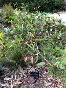 Eucalyptus sweedmaniana in Kings Park photo