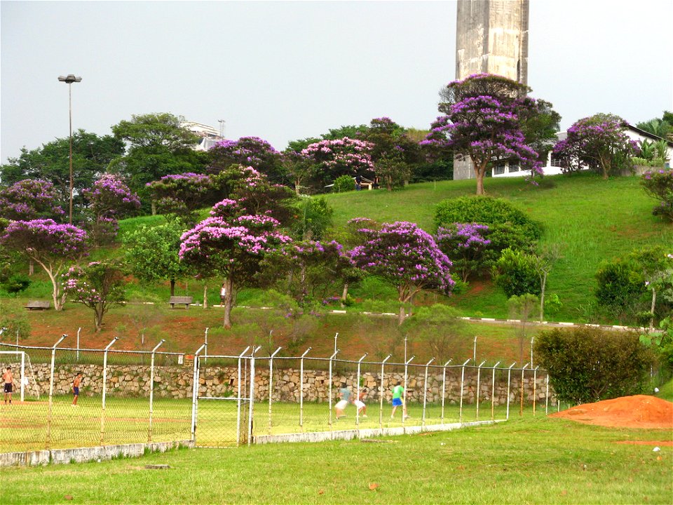 quaresmeiras sao paulo