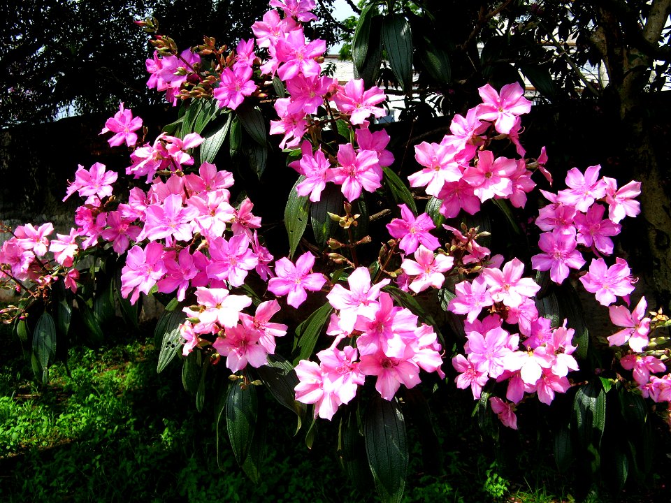 quresmeiras flowers Ceret park sao paulo