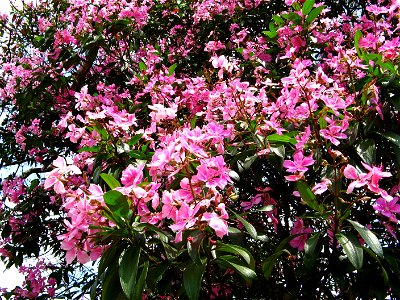 tibouchina granulosa kathleen flowers, parque CERET São paulo