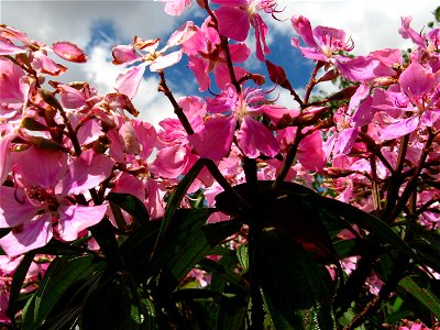 kathleen quaresmeira flower