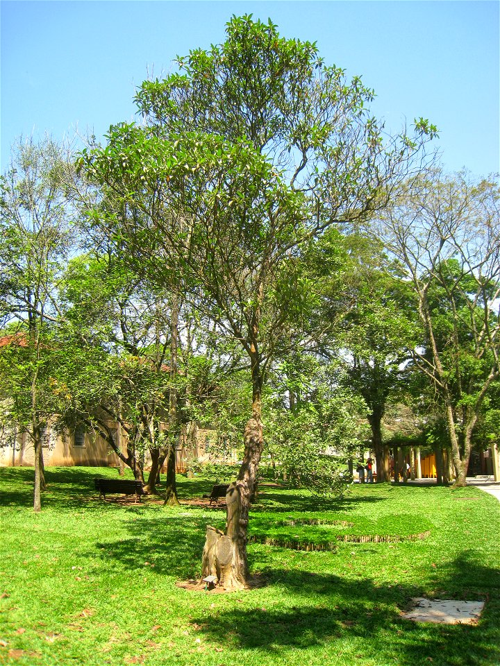 Tibouchina granulosa in the Jardim Botânico de São Paulo, São Paulo City, SP, Brazil.