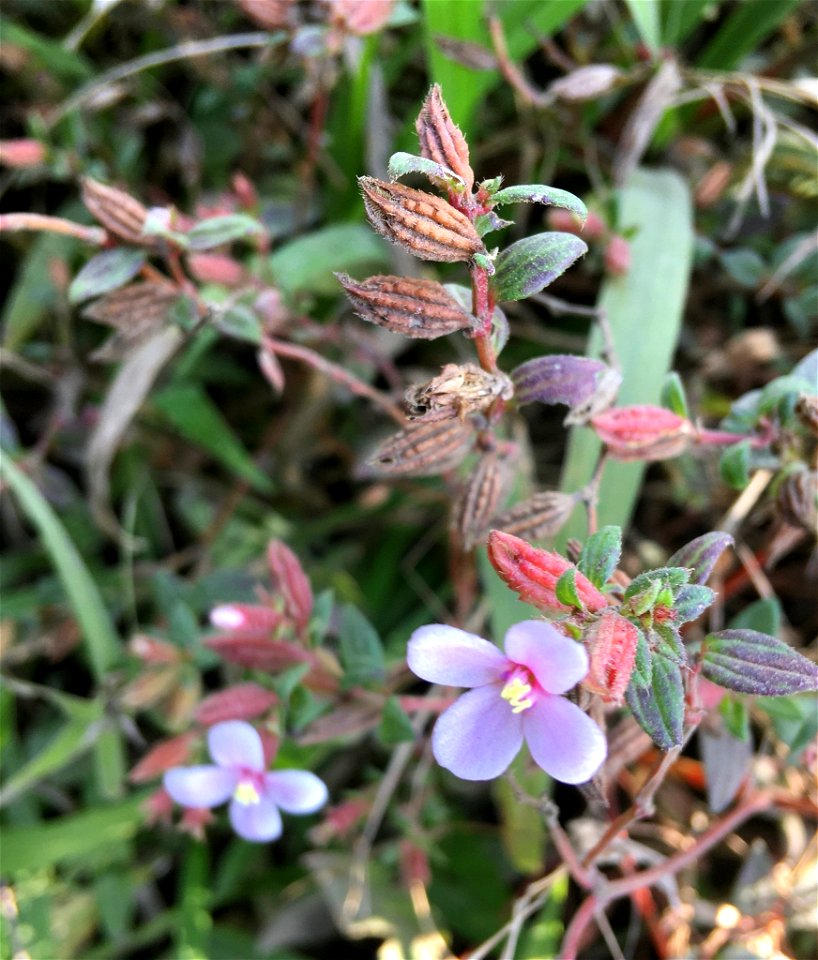 Schwackaea cupheoides. Species of plant.