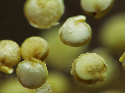 Some whole quinoa grains. photo