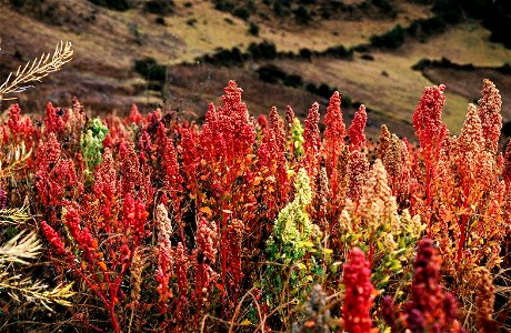 Quinua (Quinoa) plants near Cachora, Apurímac, Peru. Altitude: 3800m