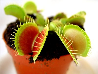 Dionaea