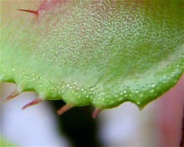 Nektar widoczny na obrzeżu pułapki muchołówki. photo
